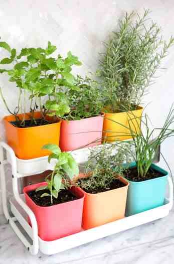 Make-a-Colorful-Indoor-Herb-Garden-click-through-for-tutorial_