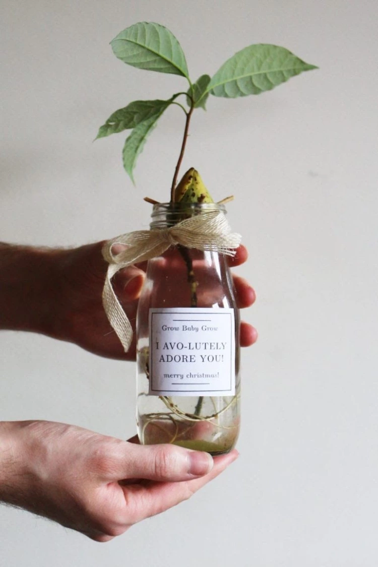 Want A Free Gift? Grow An Avocado Tree