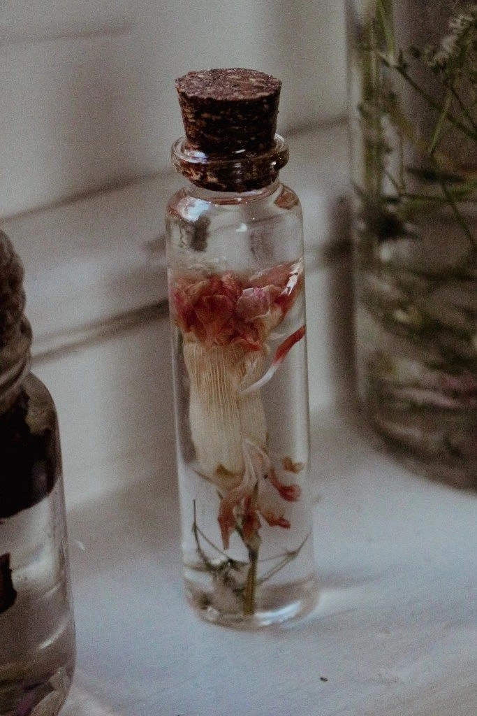 Preserving Dried Flowers In Herbariums