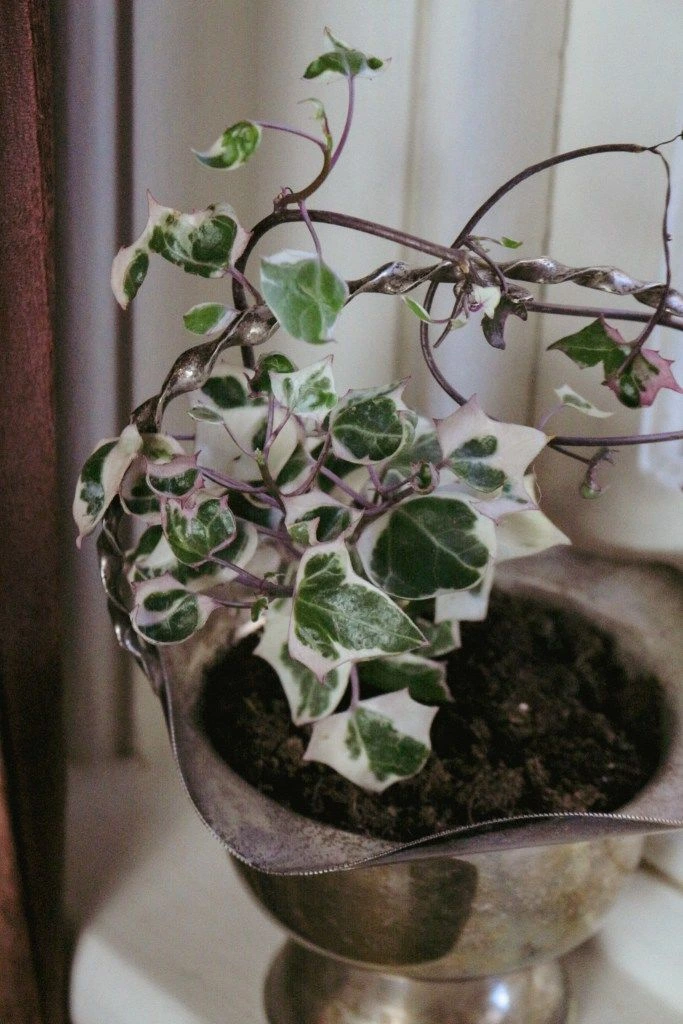 Closeup Image of Thrift Flip Bric-A-Brac Into A Planter