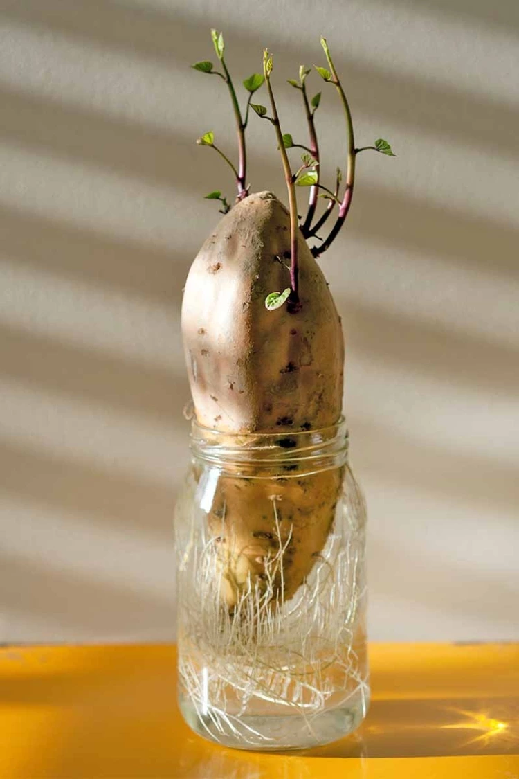 How To Grow Sweet Potatoes At Home | Gardener's Path