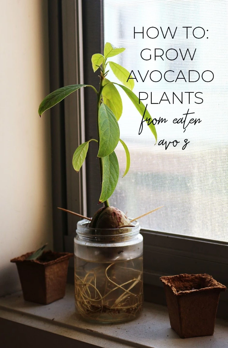 How To Grow Avocado Plants From Eaten Avo’s!