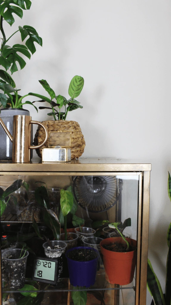 Closeup View of the rare plants in the DIY IKEA Cabinet