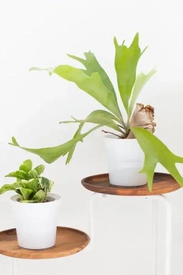 DIY Acacia Wood Plant Stand By Top Houston Lifestyle Blogger Ashley Rose #modern #acacia #wood #plant #plantmom #diy #homedecor #indoor #acaciawood