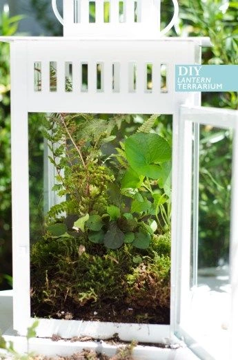 Ikea Hack: #DIY Lantern Terrarium On Thou Swell Https://thouswell.com/