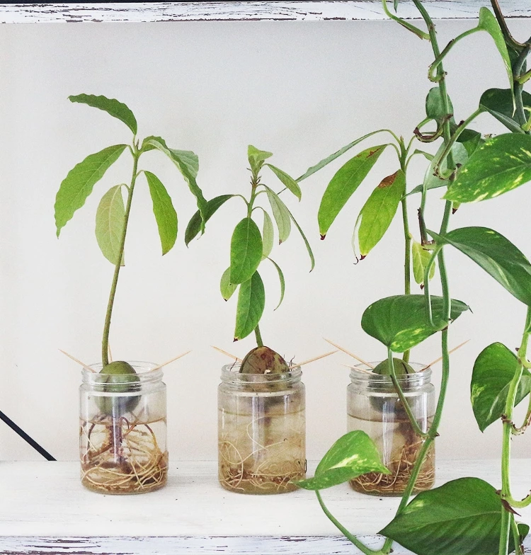 How To Grow Avocado Plants From Eaten Avo’s!