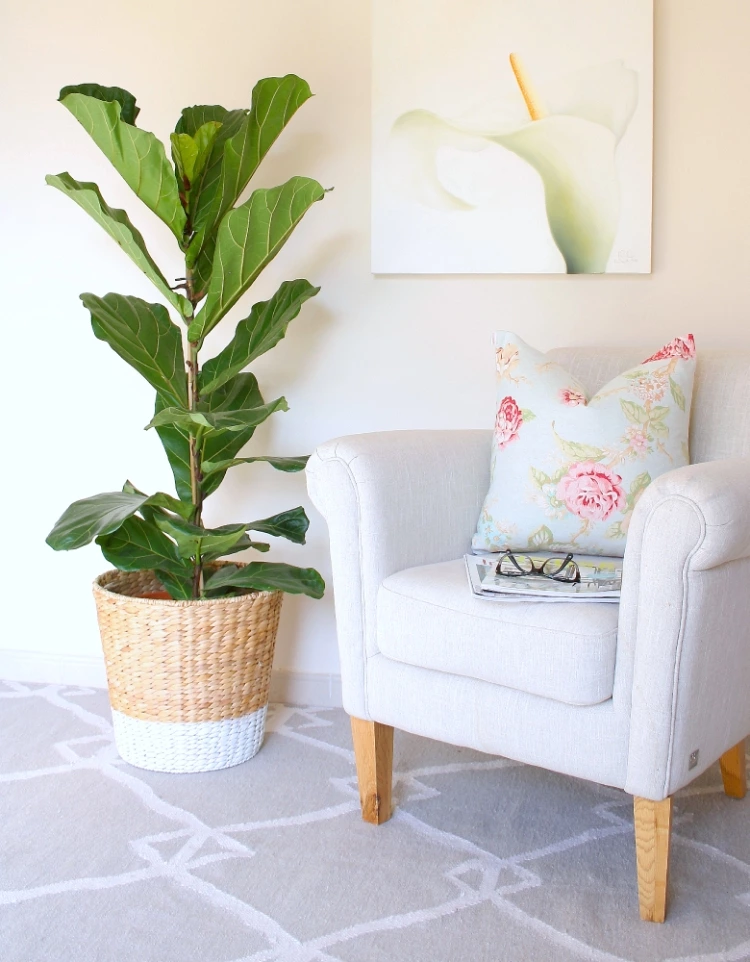 DIY-planter-for-my-fiddle-leaf-fig